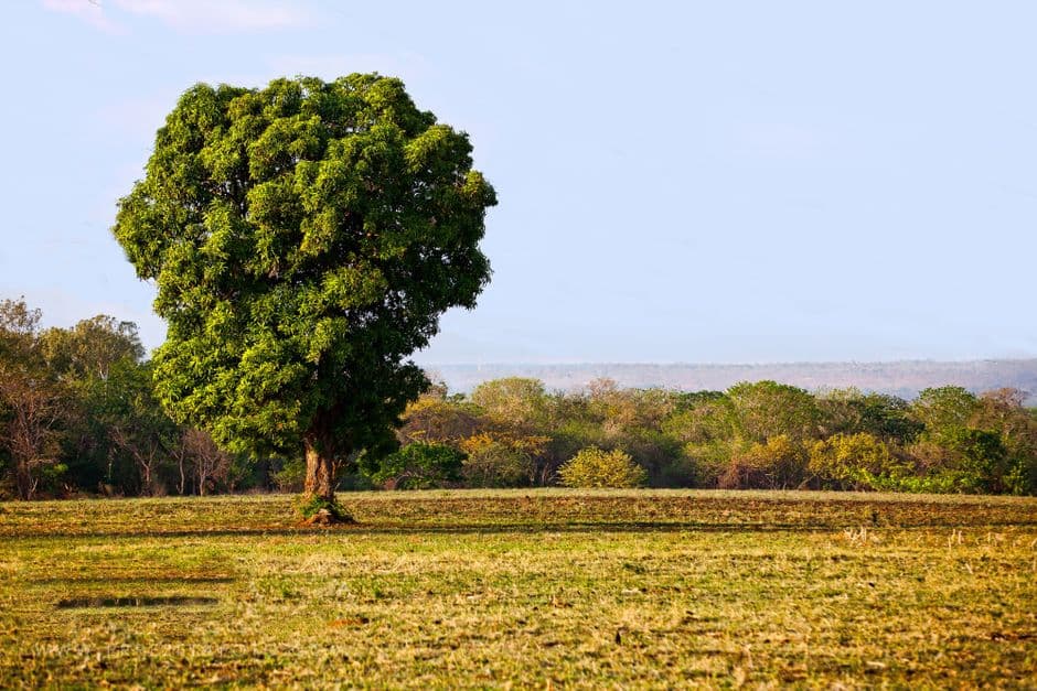 Prado verde con un gran árbol, en el chat de San Lucas