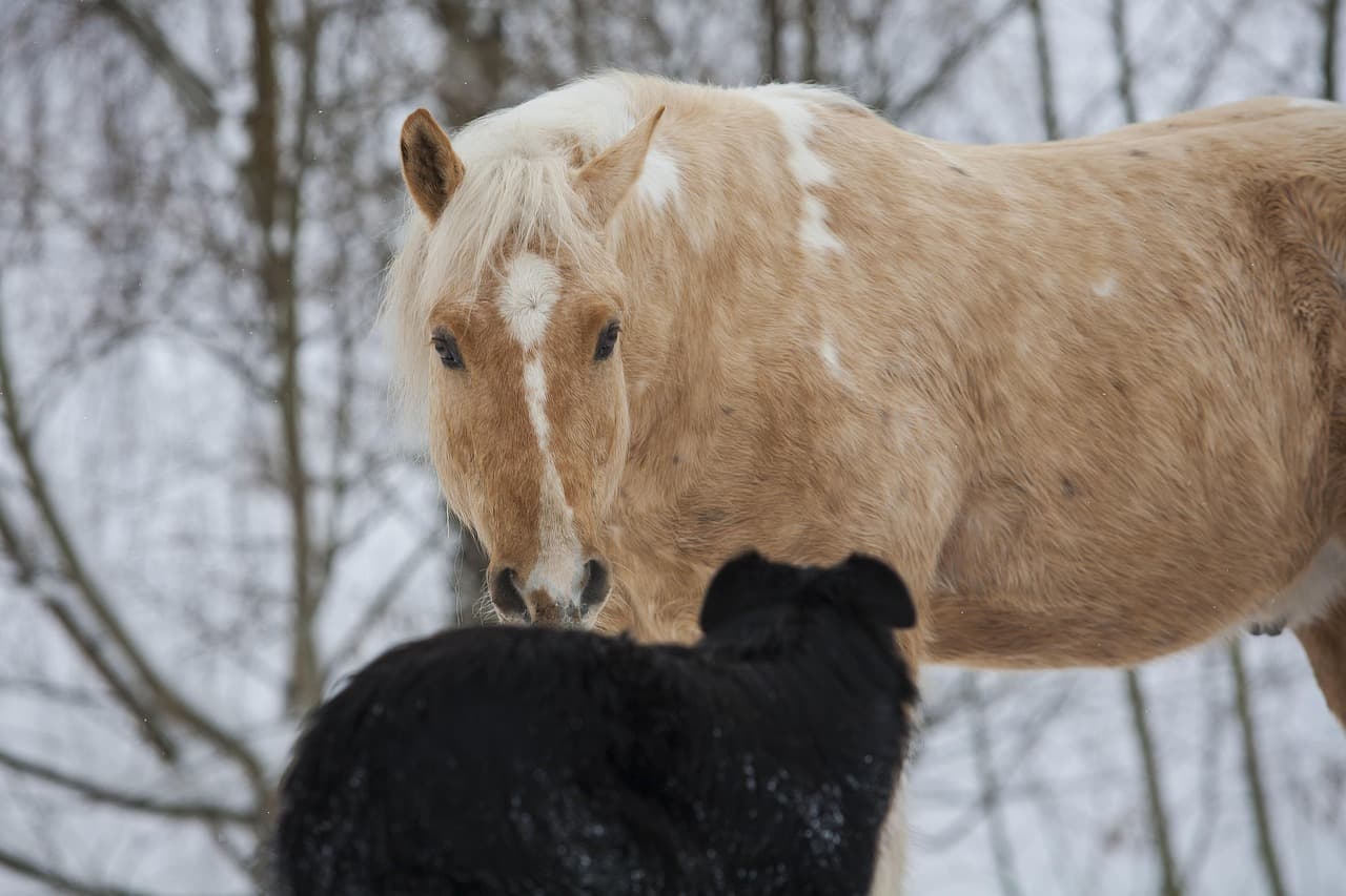 Caballo y perro blanco, negro y amarillo juntos, en la sala de chat de General Pinto