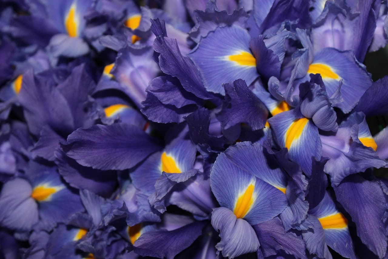Flores de jamaica de México, en el chat de Calcahualco