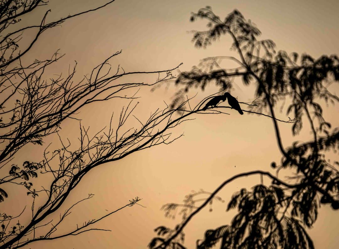 Un pájaro posado sobre la rama de un árbol, en el chat de Patarrá
