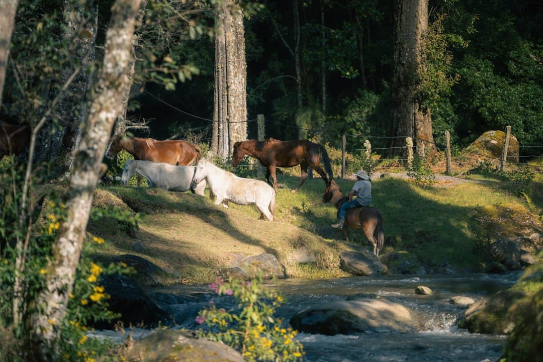 Jinete a caballo y caballos junto a un arroyo, en la sala de chat de Alajuelita