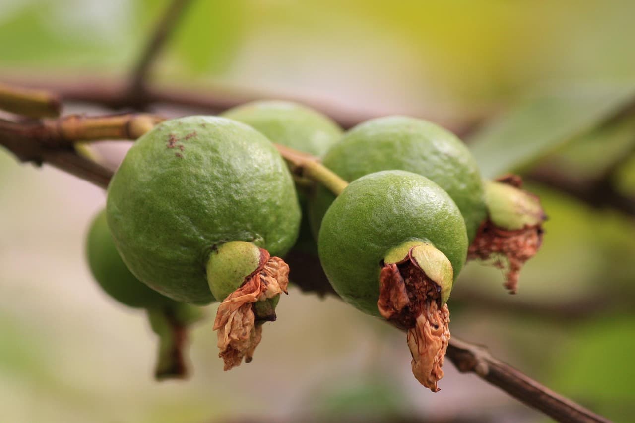 Guayaba verde colgando de una rama con hojas, en el chat de Ahumada