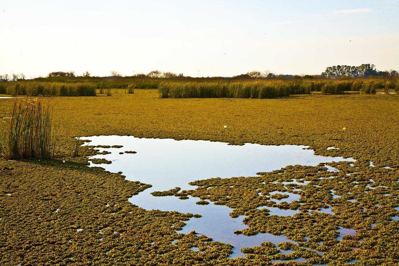 Ranchos y campo verde de llanura en Argentina, en el chat de Abra Pampa