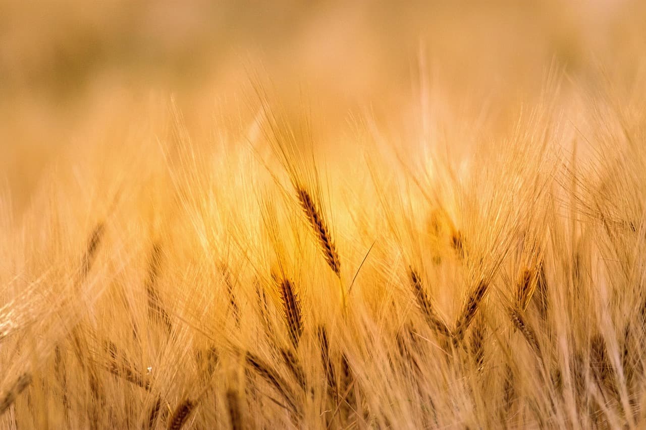 Campo de trigo en una finca, en el chat de San Miguel Panán