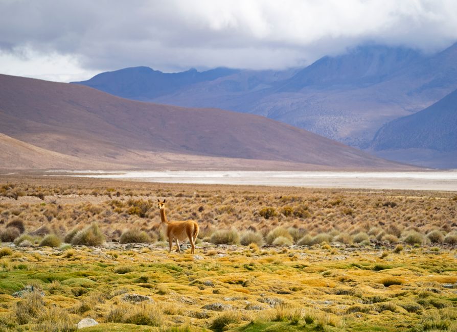 Foto de Arica