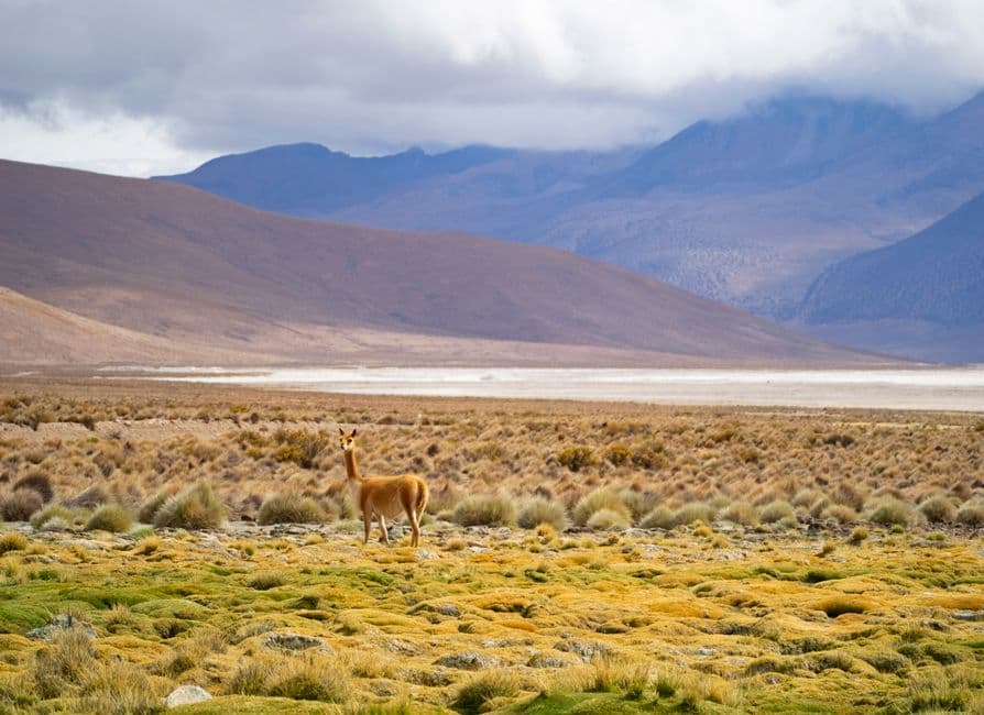 Vista de Arica, Chile