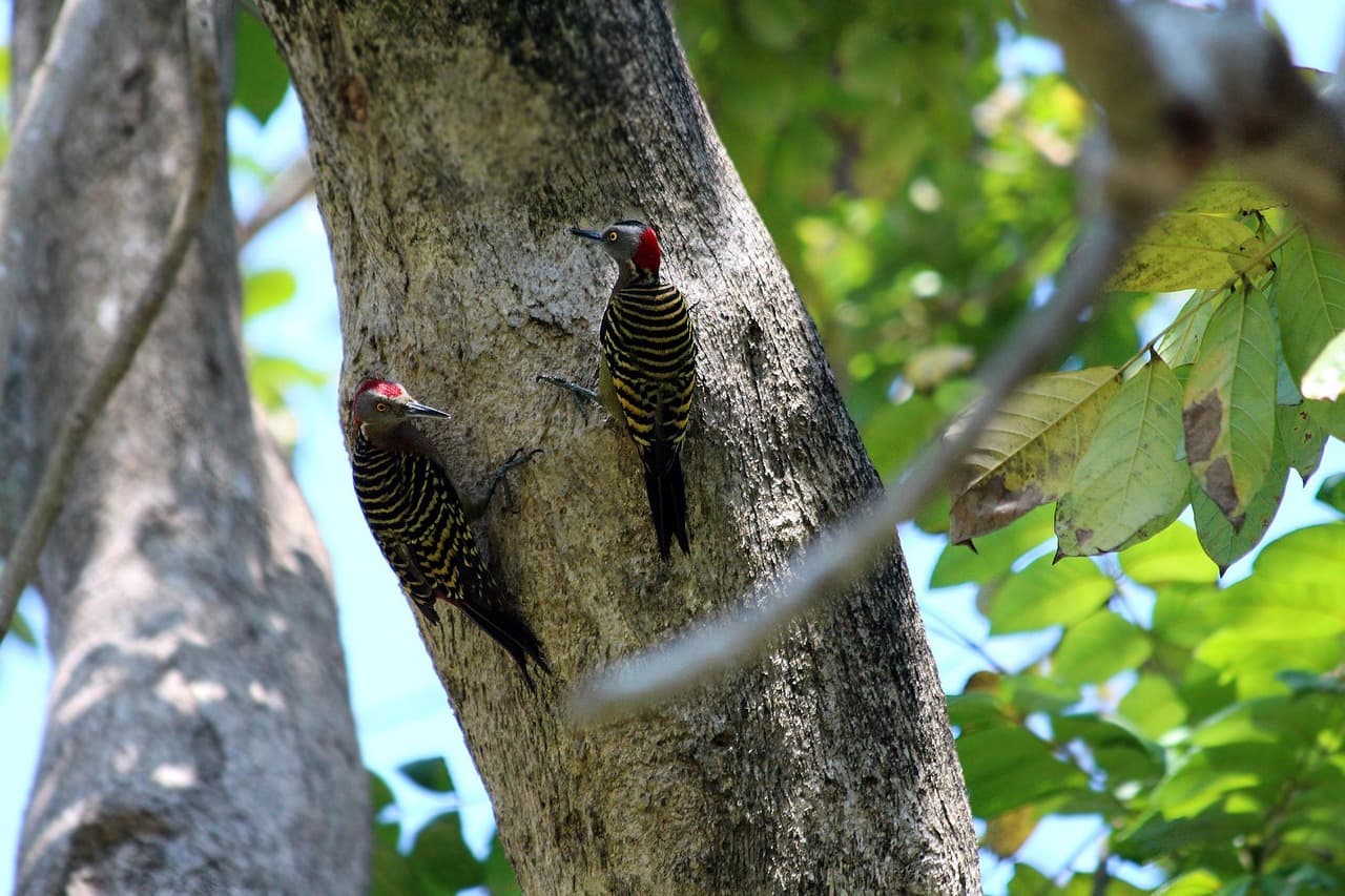 Pájaro carpintero de La Española, en el chat de Vallejuelo