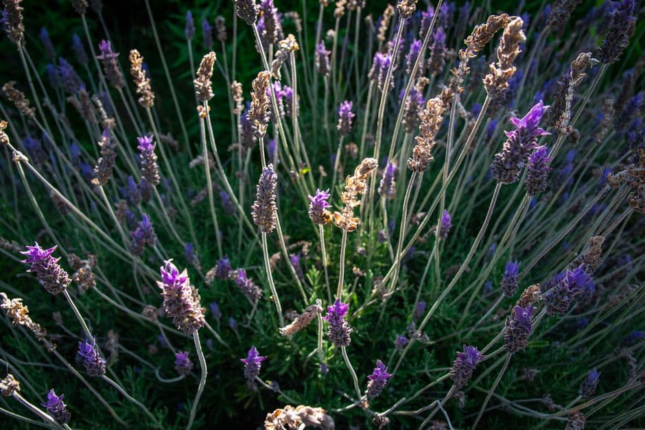 Ramo de lavanda en plena floración, con tonos violetas, en el chat de Punta Indio