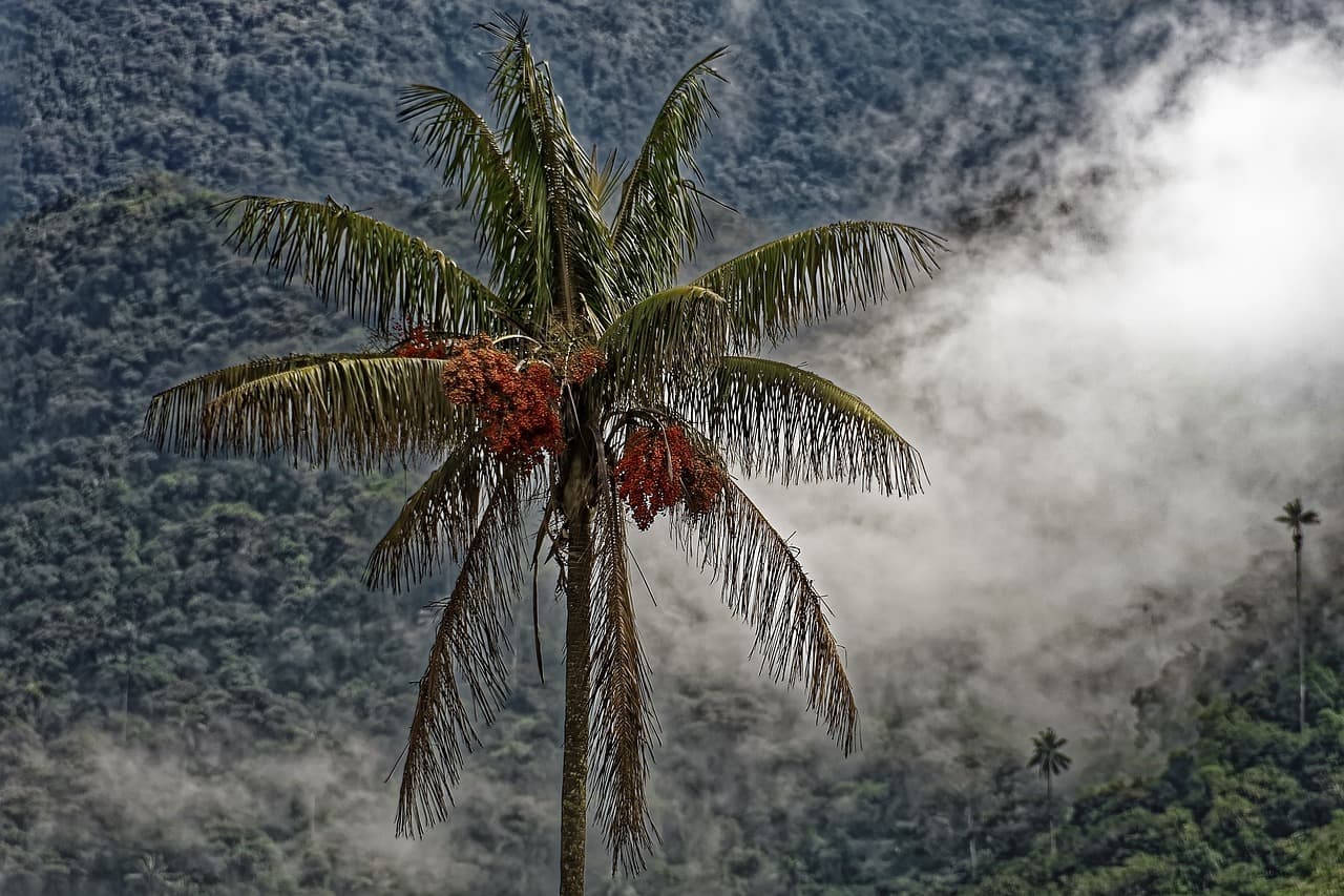 Bosque de palmas en Colombia, en el chat de El Tambo