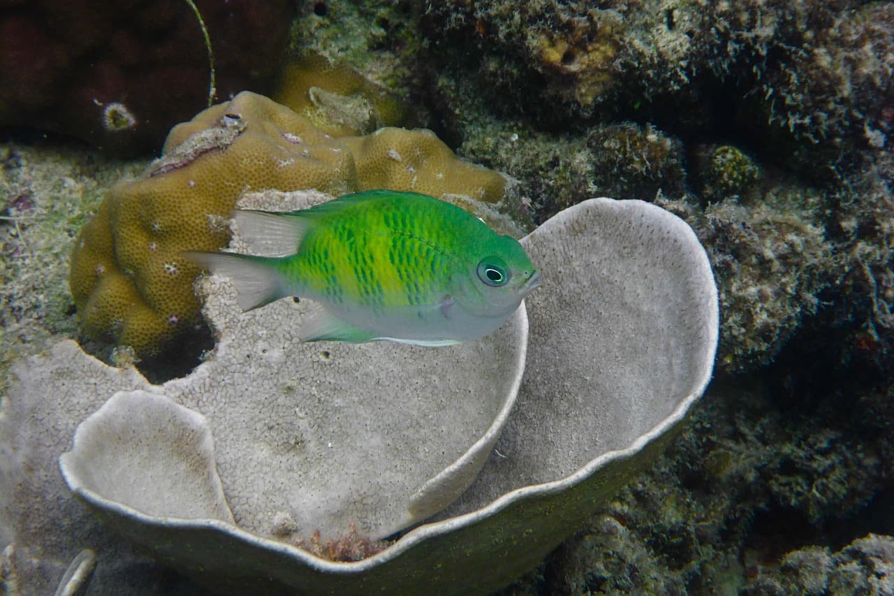 Pez colores dentro de un nido de algas entre rocas, en el chat de El Porvenir