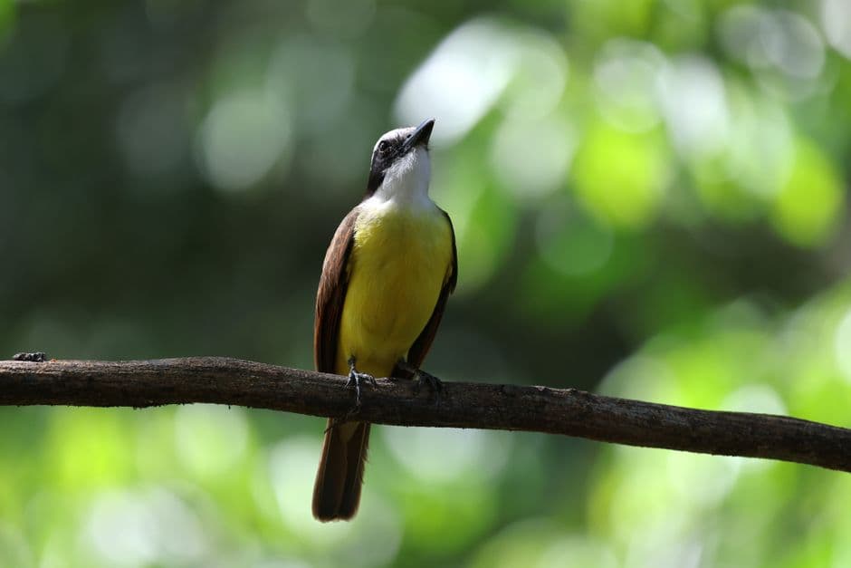 Bienteveo posado en una rama del bosque, en el chat de Lepanto