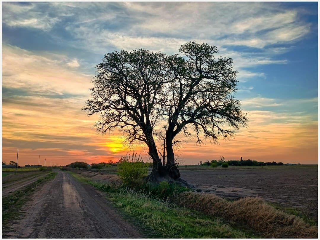 Un árbol solitario recortado contra un atardecer de colores intensos, en el chat de Puerto Ibicuy