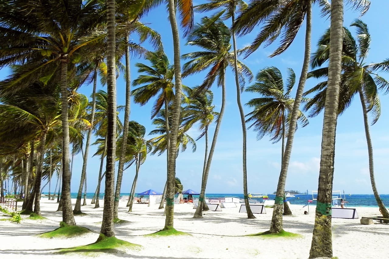 Palmeras en una playa soleada, en el chat de San Andrés
