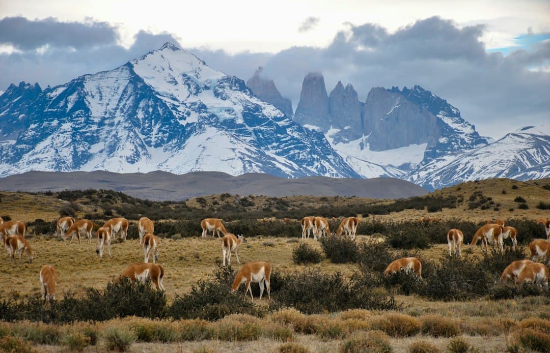 Manada de caballos entre matorrales en la montaña, en el chat de Galvarino