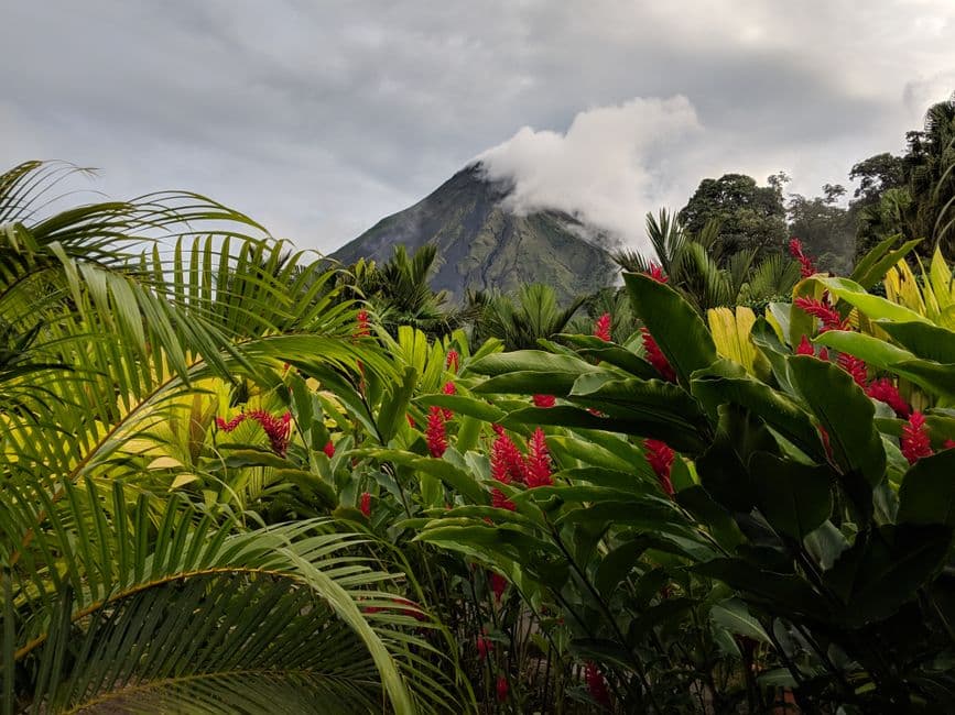 Flores verdes y rojas junto a una montaña bajo nubes blancas, en el chat de La Palmera