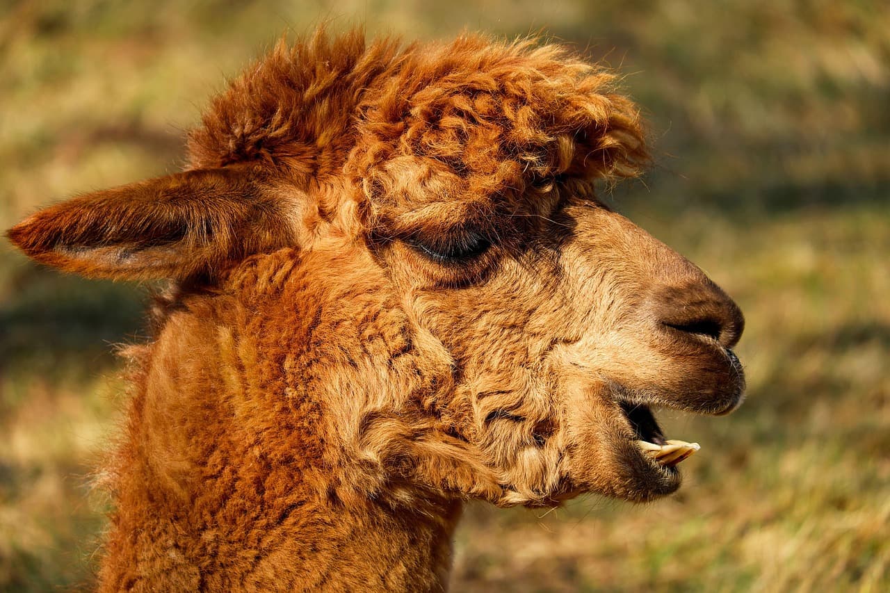 Cabeza de una alpaca con su pelaje, en el chat de Mazán