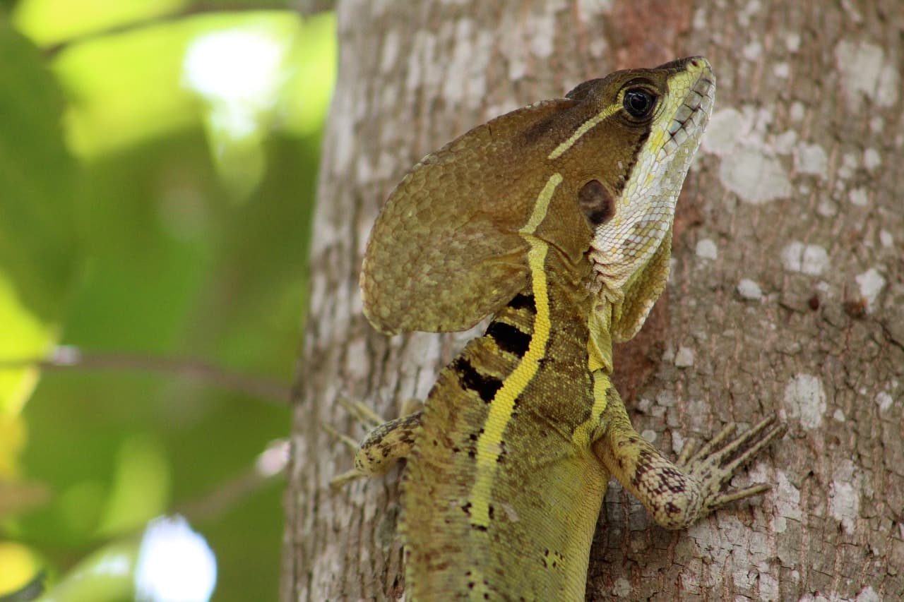 Reptil fotografiado en Tabasco, en el chat de Macultepec