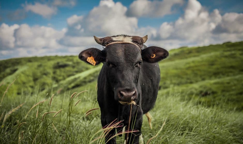 Primer plano de una vaca en el pasto, en el chat de Comalapa