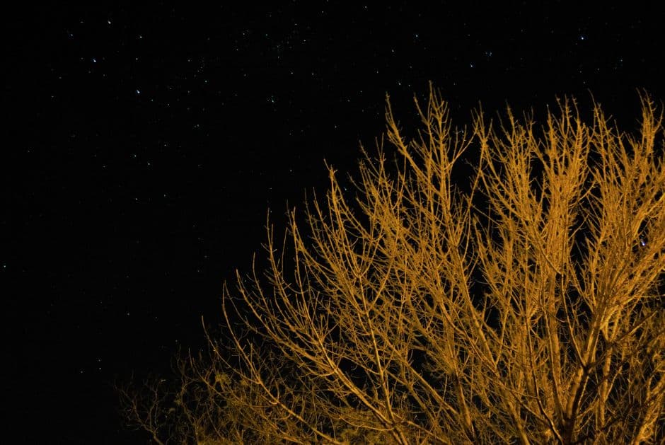 Estrellas sobre las ramas de un árbol, en el chat de Totoras