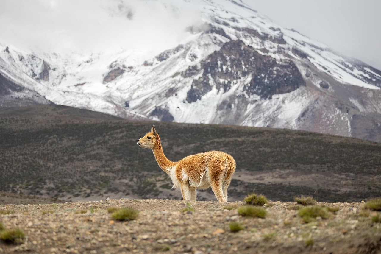 Una vicuña, en el chat de Vicuña Mackenna