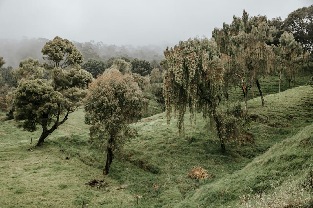 Prado con árboles y niebla al fondo, en el chat de Sabanilla
