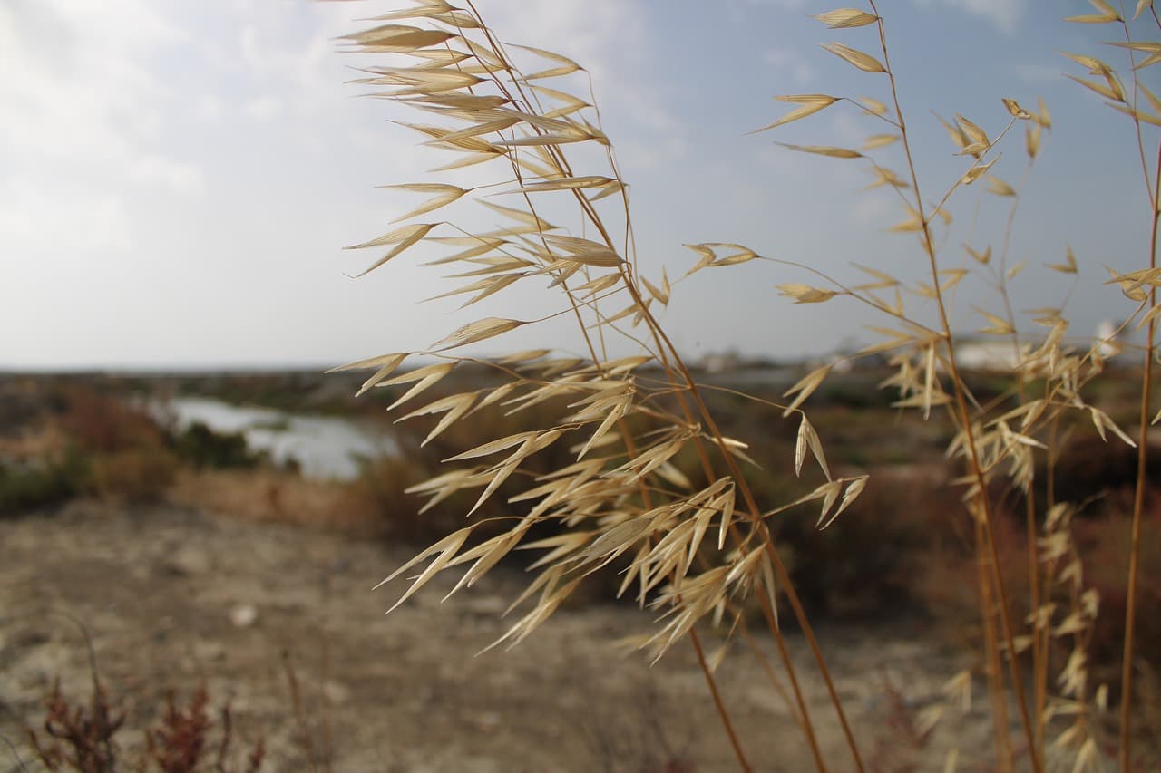 Plantas junto a un río, en el chat de Salinas