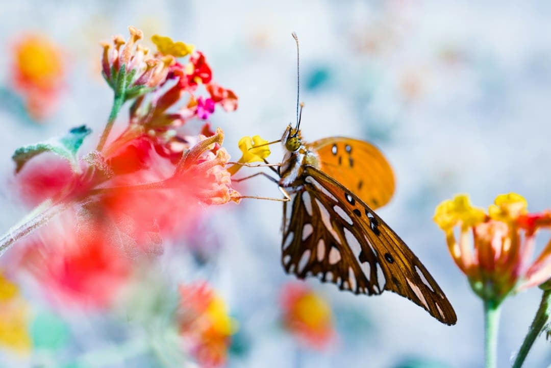 Mariposa posada sobre una flor, en el chat de Villa General Belgrano