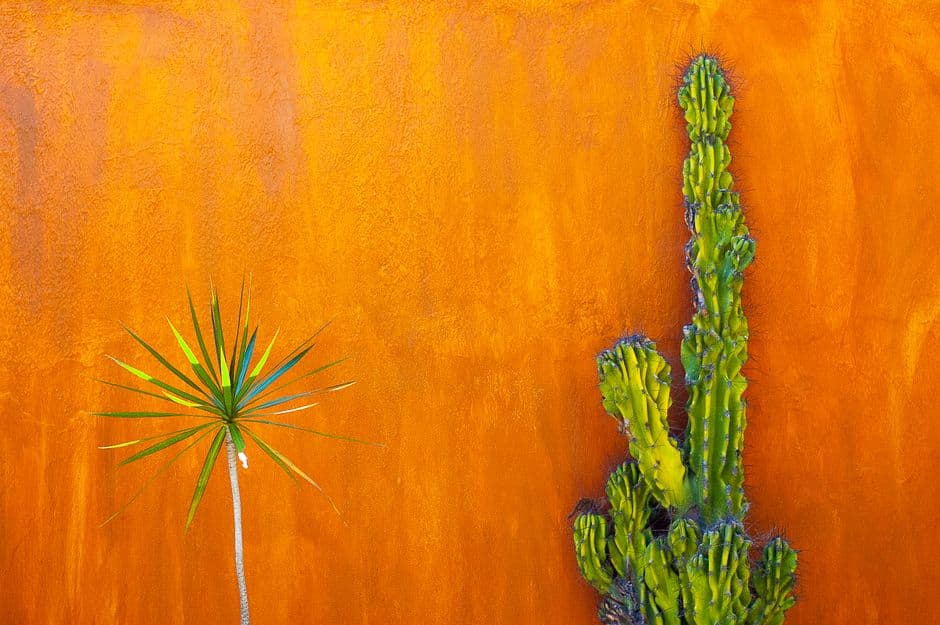 Una yuca y un cactus delante de una pared naranja, en el chat de Ajijic