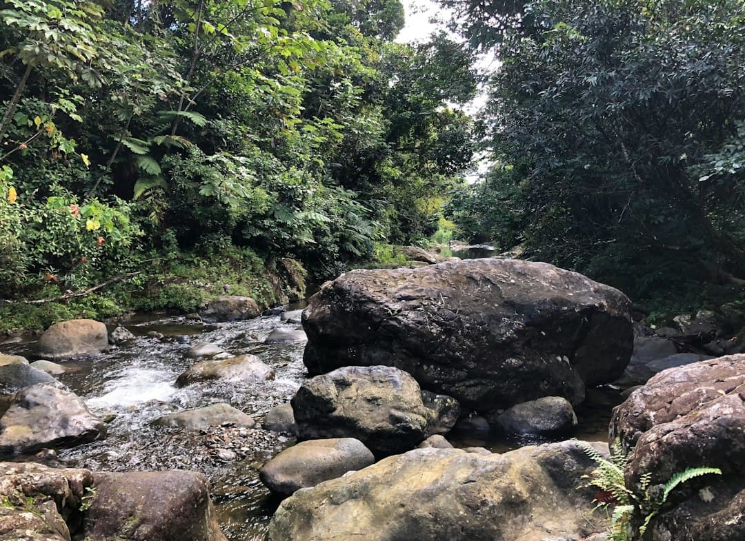 Un arroyo que atraviesa un bosque verde y frondoso, en el chat de Ceiba