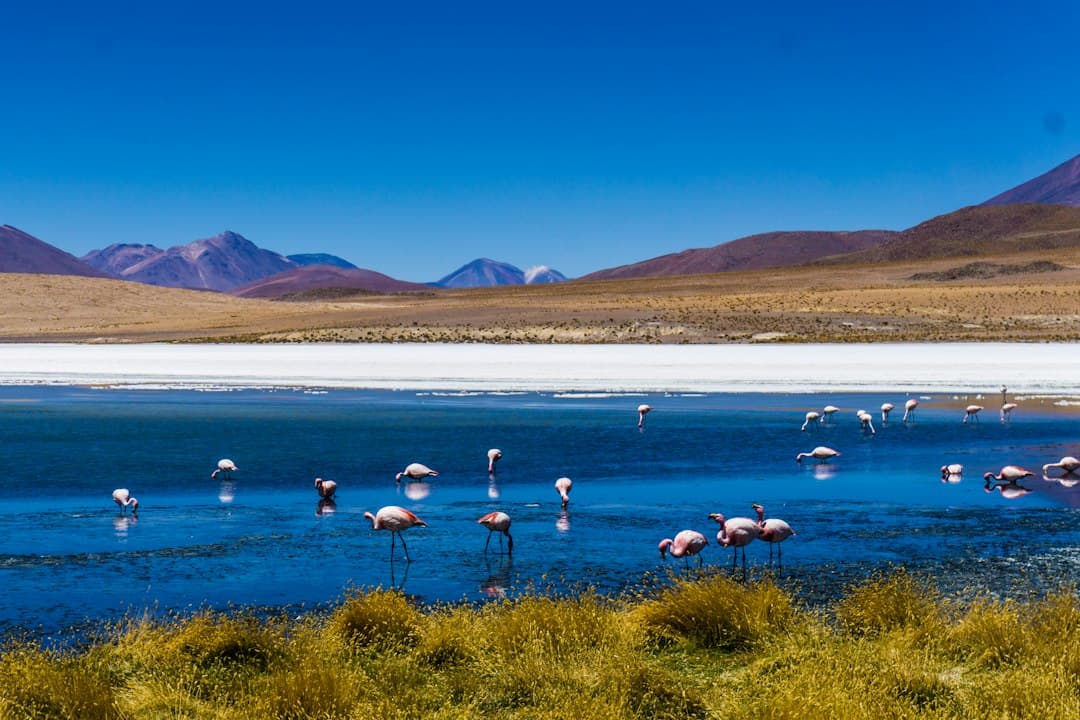 Bandada de aves sobre el agua de día, en el chat de Ayo Ayo