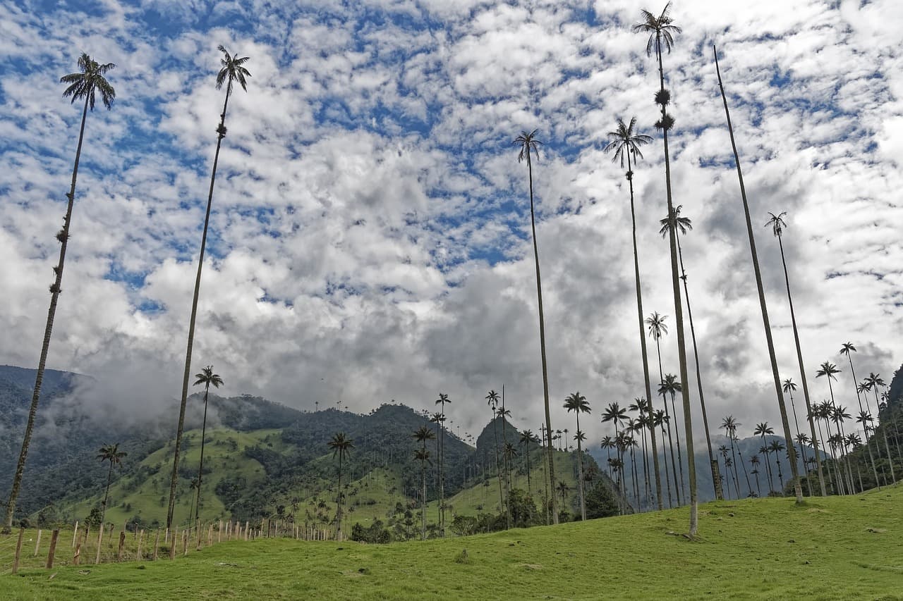 Bosque de palmas en Colombia, en el chat de El Playón