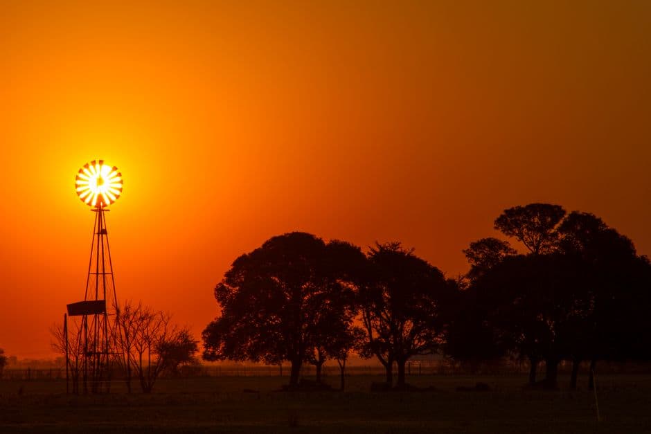 Siluetas de árboles al atardecer, en el chat de Taco Pozo