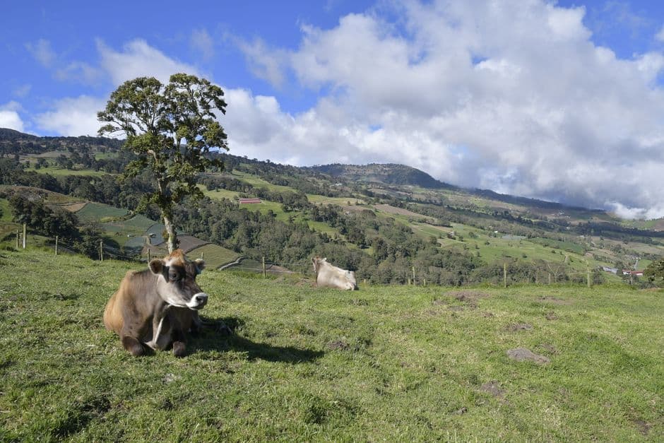 Vacas tumbadas sobre un prado, en el chat de Dulce Nombre de Jesús