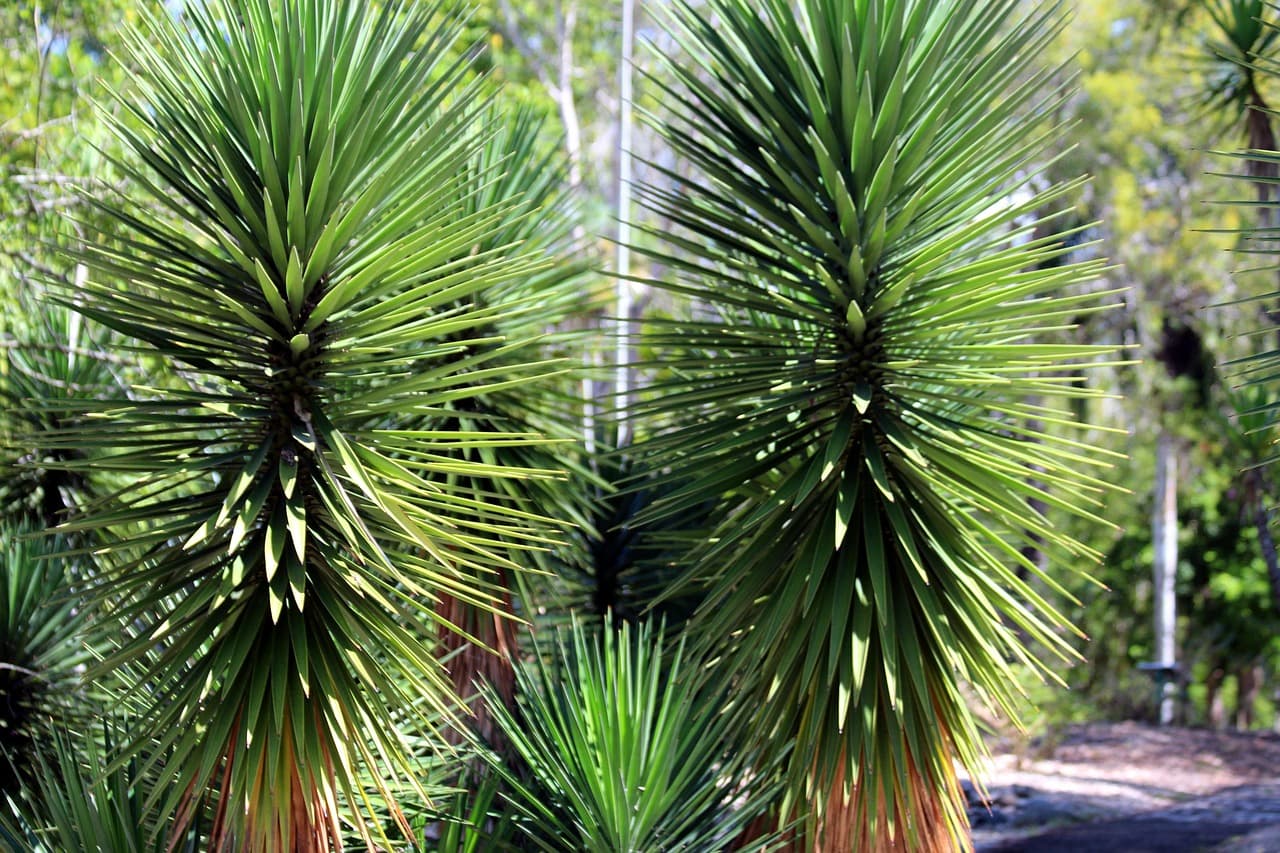 Palmera de forma poco común entre vegetación verde, en el chat de Los Almácigos