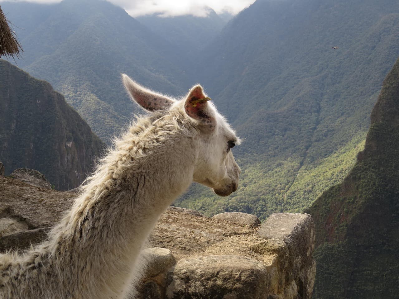 Llama mirando a la cámara en un paraje de montaña de Perú, en el chat de Lamas