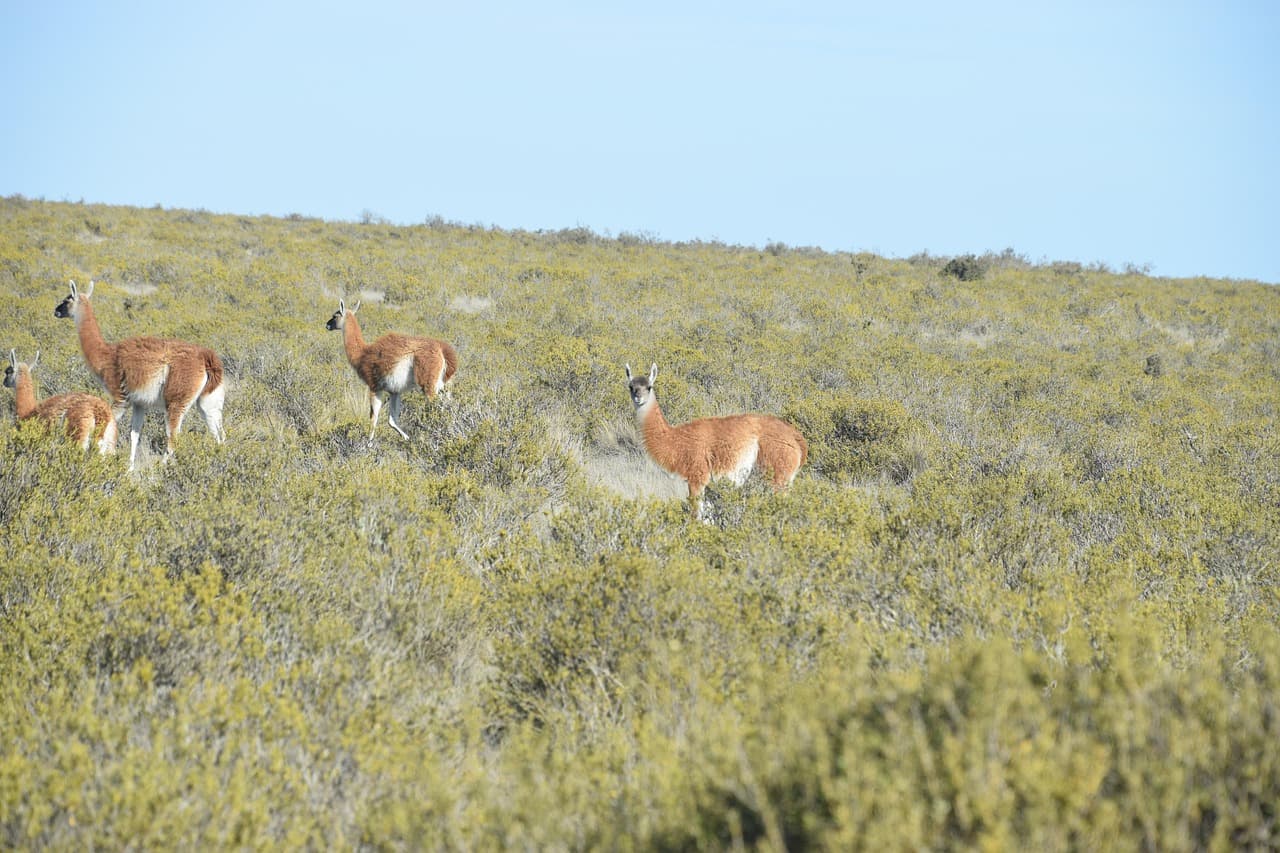 Guanacos en una ladera de montaña, en el chat de Puerto Vilelas
