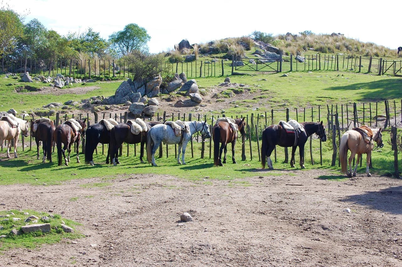 Caballos en Córdoba, Argentina, en el chat de Tanti