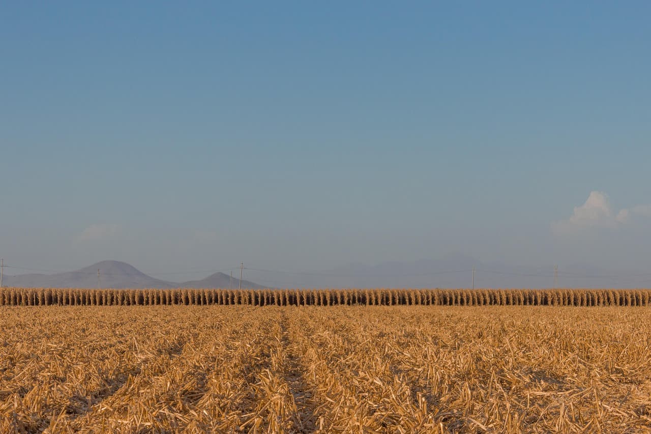 Campo de maíz cultivado, en el chat de Emiliano Zapata