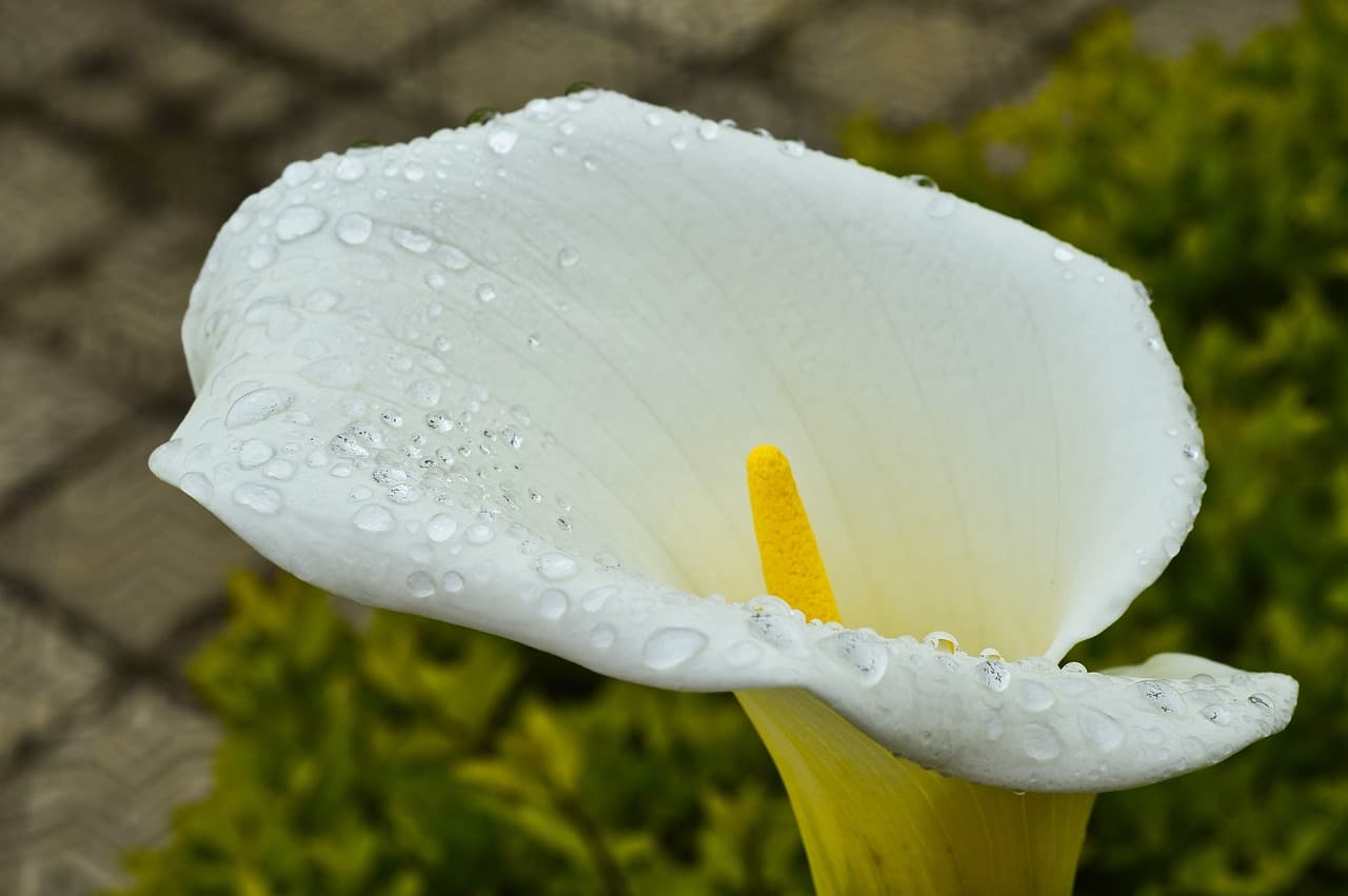 Flor de una planta en la provincia de Cartago, en el chat de Cot