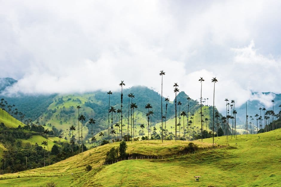 Árboles altos en una cordillera, en el chat de Salazar de Las Palmas