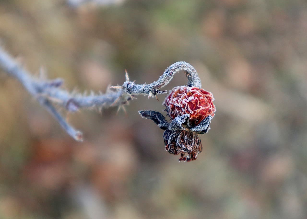 Rosa silvestre cubierta de escarcha en invierno, en el chat de Santa Rosa Xochiac