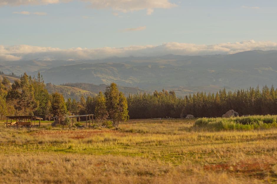 Pradera con árboles al fondo, en el chat de Caracoto