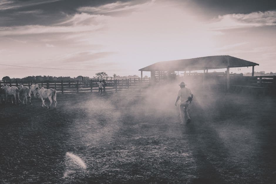 Vaqueros arreando ganado dentro de un corral, en el chat de Corral de Bustos