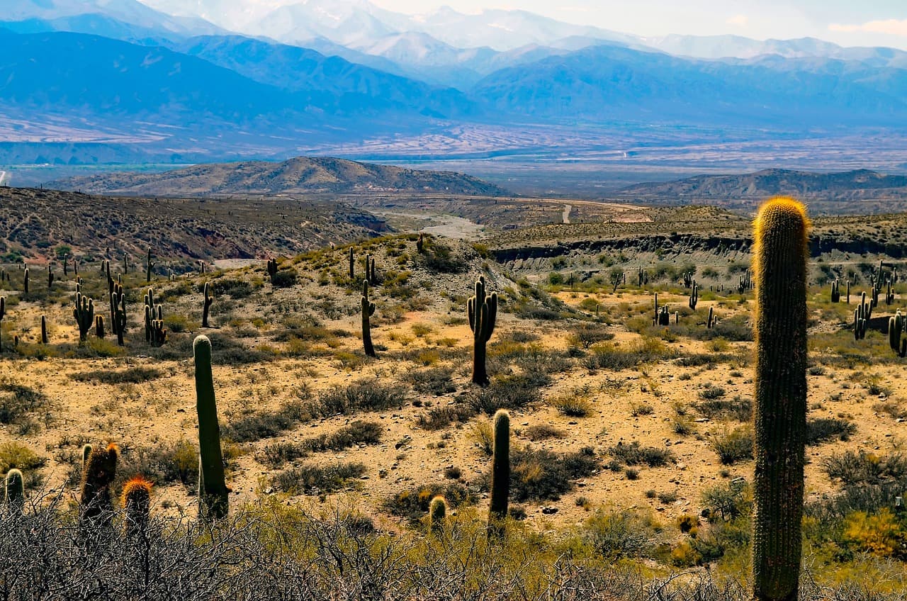 Paisaje de Argentina con cactus, en el chat de Urdinarrain