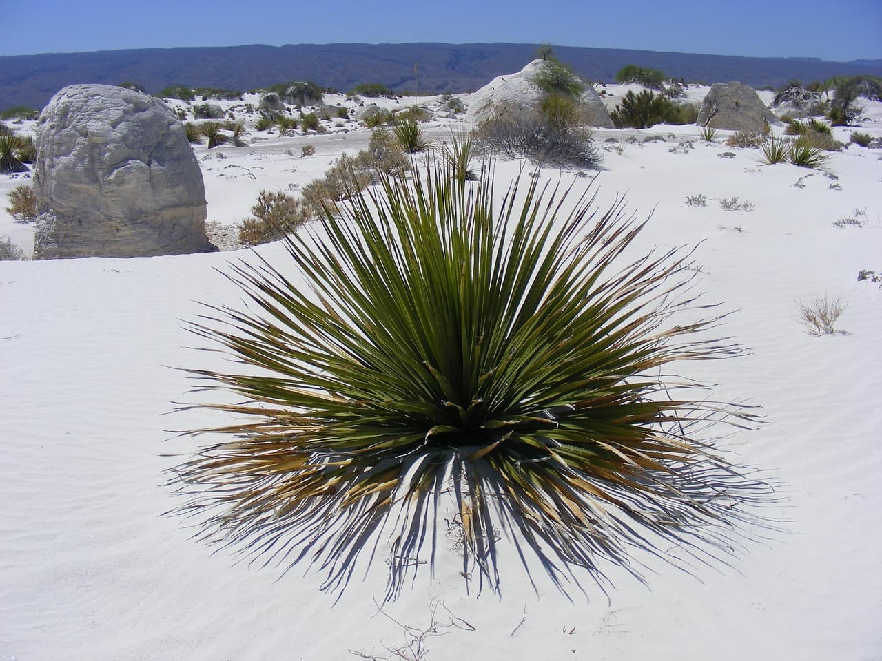 Desierto blanco de yeso en Cuatro Ciénegas de Carranza, en el chat de Cuatro Ciénegas de Carranza