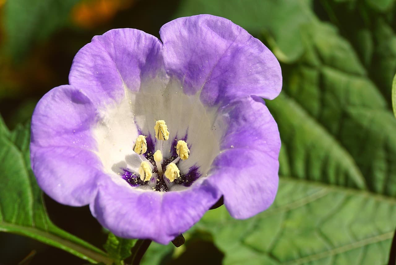 Flor de Nicandra physalodes vista de cerca, en el chat de Moro