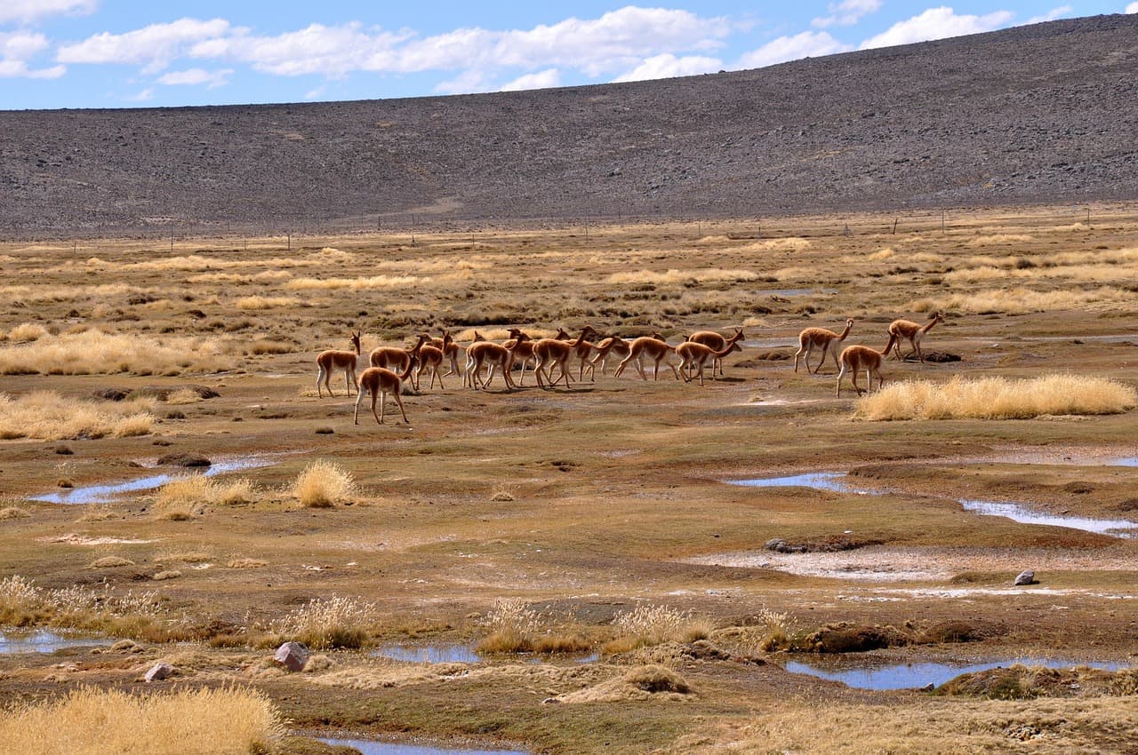 Vicuñas en el altiplano de Perú, en el chat de Aplao
