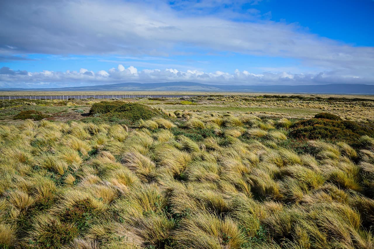 Pradera de hierba en un paraje natural, en el chat de Rinconada
