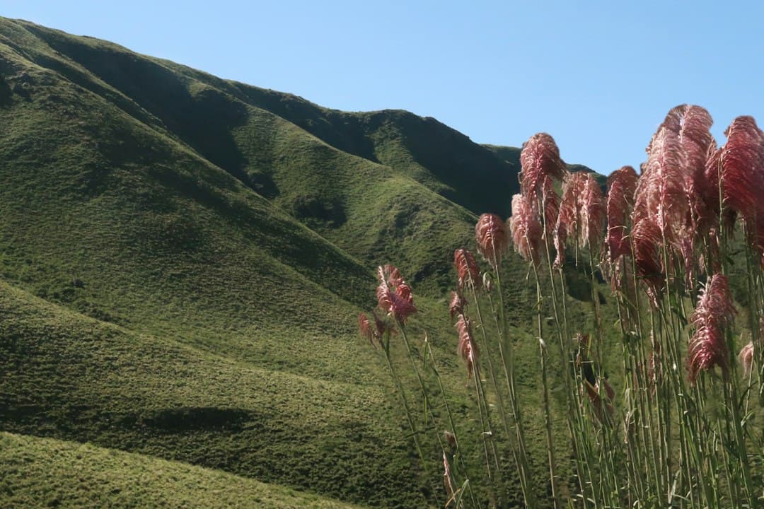 Laderas de hierba con plantas de flores rosas en primer plano, en el chat de Helvecia