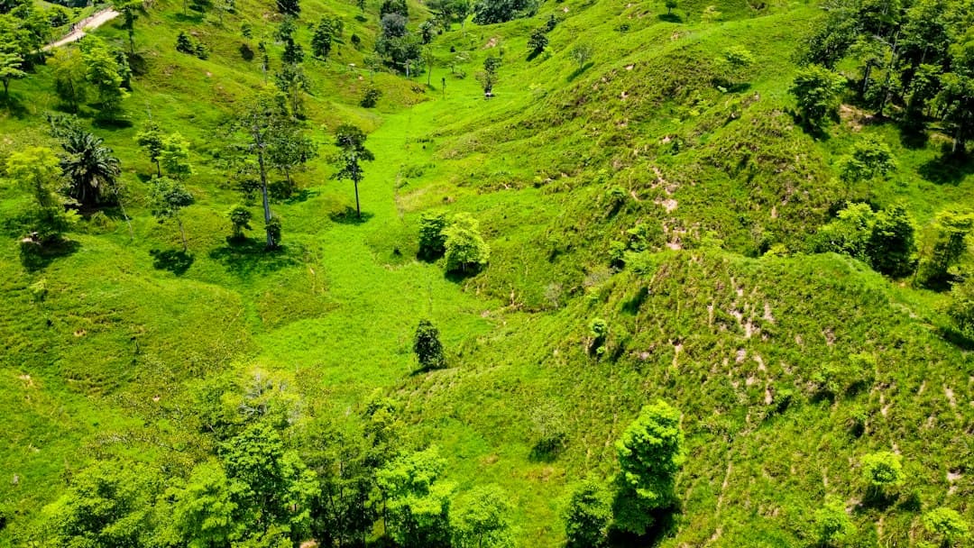 Ladera verde cubierta de árboles, en el chat de Suaita